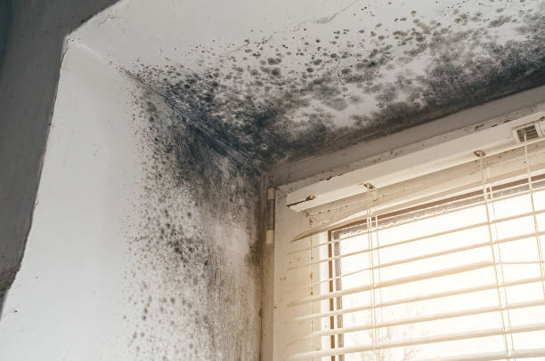 Affordable Mold Remediation solutions in Goldsboro, NC
